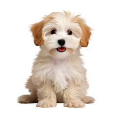 Cute Maltipoo puppy posing on transparent backround. - obrazy, fototapety, plakaty