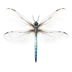 Close up photos of dragonfly wings, transparent backround.