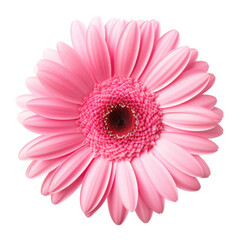 Gerbera flower in pink. On transparent backround.