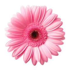 Foto op Plexiglas Gerbera flower in pink. On transparent backround. © AkuAku