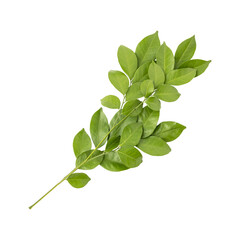 Fresh green murraya leaves branch isolated on transparent background	