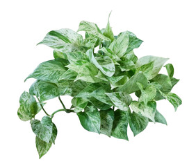 Heart shaped green leave hanging vine plant of devil’s ivy or golden pothos (Epipremnum aureum) indoor houseplant isolated on transparent background.