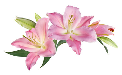 Pink lily flower bouquet isolated on transparent background - obrazy, fototapety, plakaty