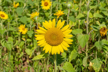 A wide open field of beautiful sunflowers and the sea