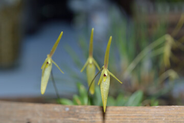 Barbosella cogniauxiana, orquidea