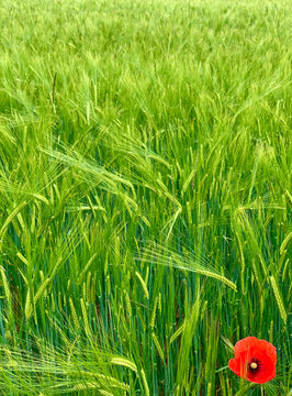 Eine einzelne rote Mohnblume in gr&uuml;nem Getreidefeld