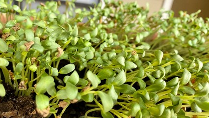 close up of a plant