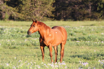 Red horse at sunrise