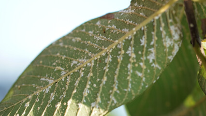 aphids attack on guava leaves. aphid colonies on guava leaves
