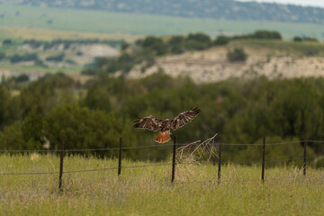 red tailed hawk landing on post