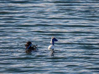 Diver On Surface With Flag