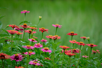field of poppies