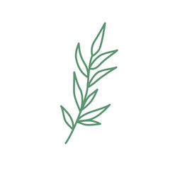 Plant Leaf Ornament | Leaf Line Art | Leaf Element | Leaf Clip Art | Leaves PNG Without Background | Branch With Leaves