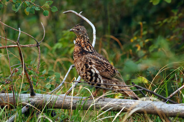 Ruffed grouse perched on the tree log in the summer forest.