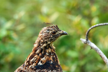 Portrait of female Ruffed grouse in the green grass in the forest.