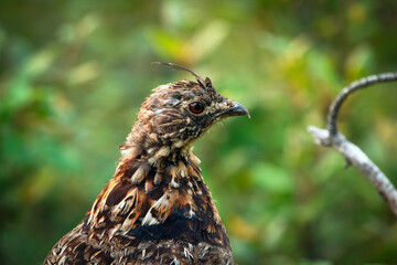 Portrait of female Ruffed grouse in the green grass in the forest.