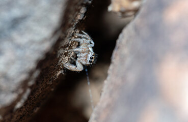 Colonus hesperus jumping spider