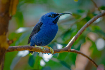 Yellow legged Honeycreeper