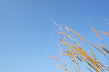 grass flower, rice Weeds, reeds isolated on a clear blue sky background