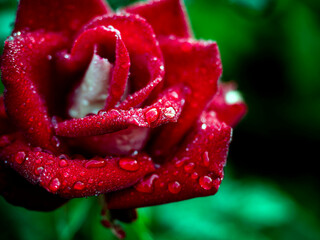 bright delicate red rose with dew drops in the morning after a night rain