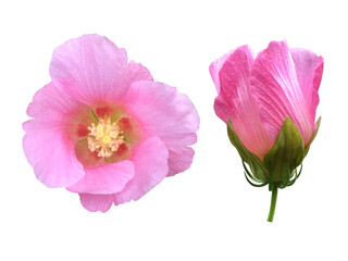 ピンクのフヨウの花