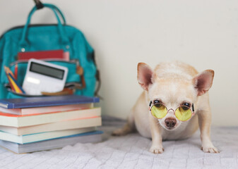 brown short hair chihuahua dog wearing yellow eyeglasses sitting on bed  and white background with  green school backpack with school supplies and stack of books. Back to school concept.