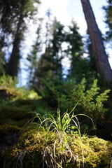 pine tree in the forest