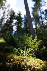 tree in the forest