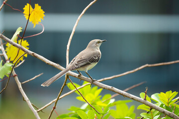 A Northern mockingbird bird perched on a tree branch