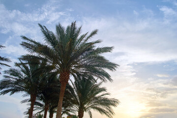 Fototapeta na wymiar Beautiful green coconut palm trees on tropical beach against evening sky. Summer vacation concept