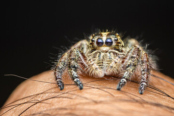Close up a colorful jumping spider on human hand, macro shot, selective focus,Thailand.
