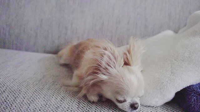 な、何かいる？
