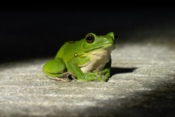 frog