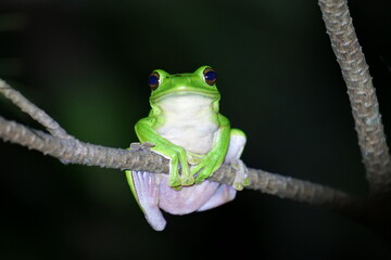 tree frog