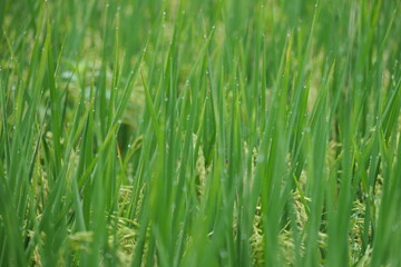 green grass in the wind