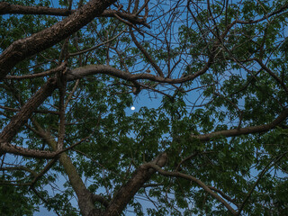looking up a tree green and yellow leaves