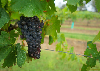 A bunch of black grapes hanging on a vine in a vineyard