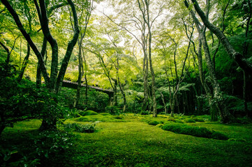 京都 夏の祇王寺を染める苔の緑と美しい和風の庭園