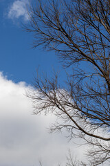 Winter skyline in South Africa for background use