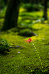 京都 晩夏の祇王寺を彩る緑の苔と赤い彼岸花