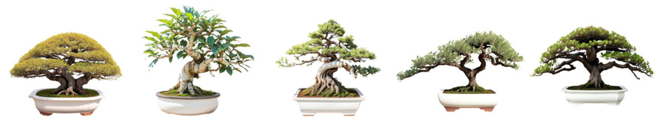5 kinds of Elegant Bonsai Tree in white ceramic pots isolated on transparent background. 3D rendering.