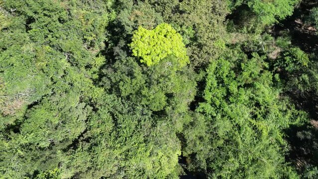 forest savana Tocantins, Brazil.