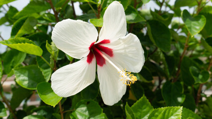 Beautiful gentle yellow light color bright red inside. Hibiscus rosa-sinensis flower. Background of green leaf in garden.