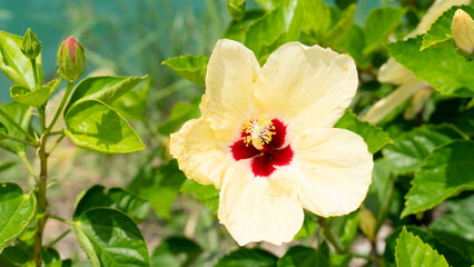 Fototapeta premium Beautiful gentle yellow light color bright red inside. Hibiscus rosa-sinensis flower. Background of green leaf in garden.