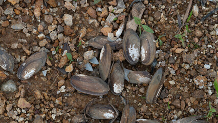 Remains of seashells pile up on the ground. Ground with pebbles mixed with wet soil.