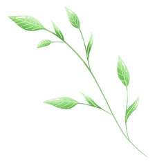 green leaves isolated on white background