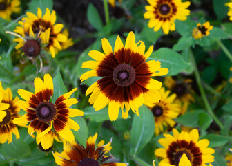 Brown and yellow flowers growing in a garden