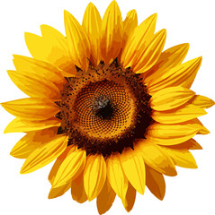 sun flower, cute sun flower