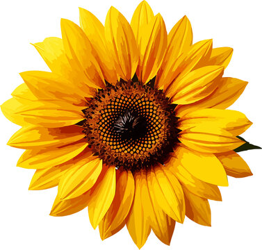 sun flower, cute sun flower