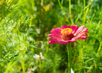 Close up of a pink and yellow wildflower in a meadow